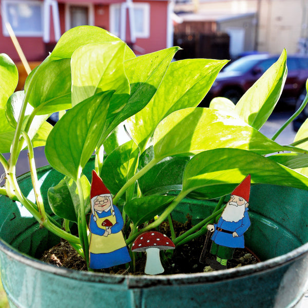 Gnomes Fancy Plant Kit